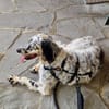 Roula sucht ein Zuhause