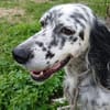 Roula sucht ein Zuhause