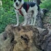 TV-Star Gustav sucht sein Forever Home