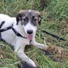 Jana - sanft und gute Seele sucht Familie