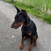 Enzo - kein einfacher Dobermann