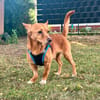 Charmeur JOEY 💙 sucht sein Für-immer-Zuhause