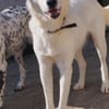 Leo - einfach ein toller Hund