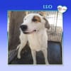 Leo - einfach ein toller Hund