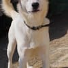 Leo - einfach ein toller Hund