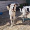 Leo - einfach ein toller Hund