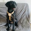 Zuhause gesucht für Kanya