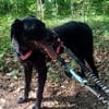 Zuhause gesucht für Kanya