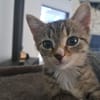 Censy