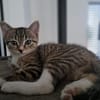 Censy