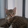 Censy