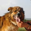 PINGO