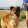 PINGO