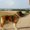 PINGO