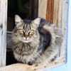 Hübsche, schüchterne Katze Kicha