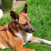 FEEBEE sucht ruhiges, liebes Zuhause