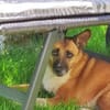 FEEBEE sucht ruhiges, liebes Zuhause