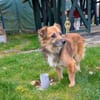 DIDRIK-hübscher Rüde-blinder Purzel-