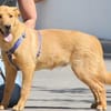 SHIRO sucht für Für-Immer-Zuhause
