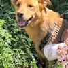 SHIRO sucht für Für-Immer-Zuhause