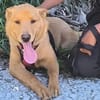 SHIRO sucht für Für-Immer-Zuhause