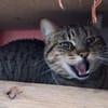 Lieber ruhiger Kater Gandalf