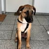 Dickie, geb. ca. 11/2025, 46236 Bottrop
