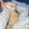 Cappuccino, feinfühliger Schmusekater, ca. 3 Jahre *in 47803