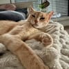 Cappuccino, feinfühliger Schmusekater, ca. 3 Jahre *in 47803