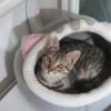 Tina & Tino Schmusetiger suchen Familie zum kuscheln
