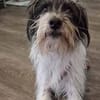 Wuschelhund zum verlieben - Moritz
