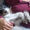 Wuschelhund zum verlieben - Moritz
