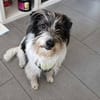 Wuschelhund zum verlieben - Moritz