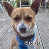 STÖPSEL