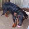 Lili  eine zweite Chance für ein großes Hundeglück