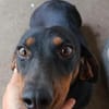 Lili  eine zweite Chance für ein großes Hundeglück
