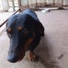 Lili  eine zweite Chance für ein großes Hundeglück