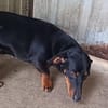 Lili  eine zweite Chance für ein großes Hundeglück