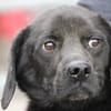 Basti - kinderlieber Familienhund