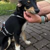 Welpenbub Malfi auf Pflegestelle in Mülheim an der Ruhr