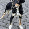Welpenbub Malfi auf Pflegestelle in Mülheim an der Ruhr