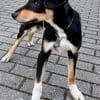 Welpenbub Malfi auf Pflegestelle in Mülheim an der Ruhr
