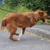 Shanto - kinderliebes Dreibein