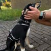 Welpenbub Mauro aus Mülheim am der Ruhr sucht sein Glück