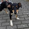 Welpenbub Mauro aus Mülheim am der Ruhr sucht sein Glück