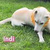 Indi - verschmust und lernwillig