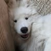 Samojedenrüde Koda