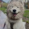 Samojedenrüde Koda