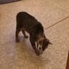 Schmusekater Tiger sucht passende Dosenöffner