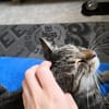 Schmusekater Tiger sucht passende Dosenöffner